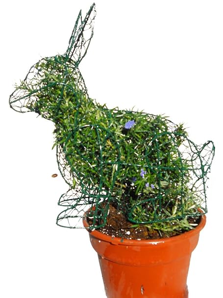 Sentado conejo 14 pulgadas de alto W/Romero Topiary marco, hecho a ...