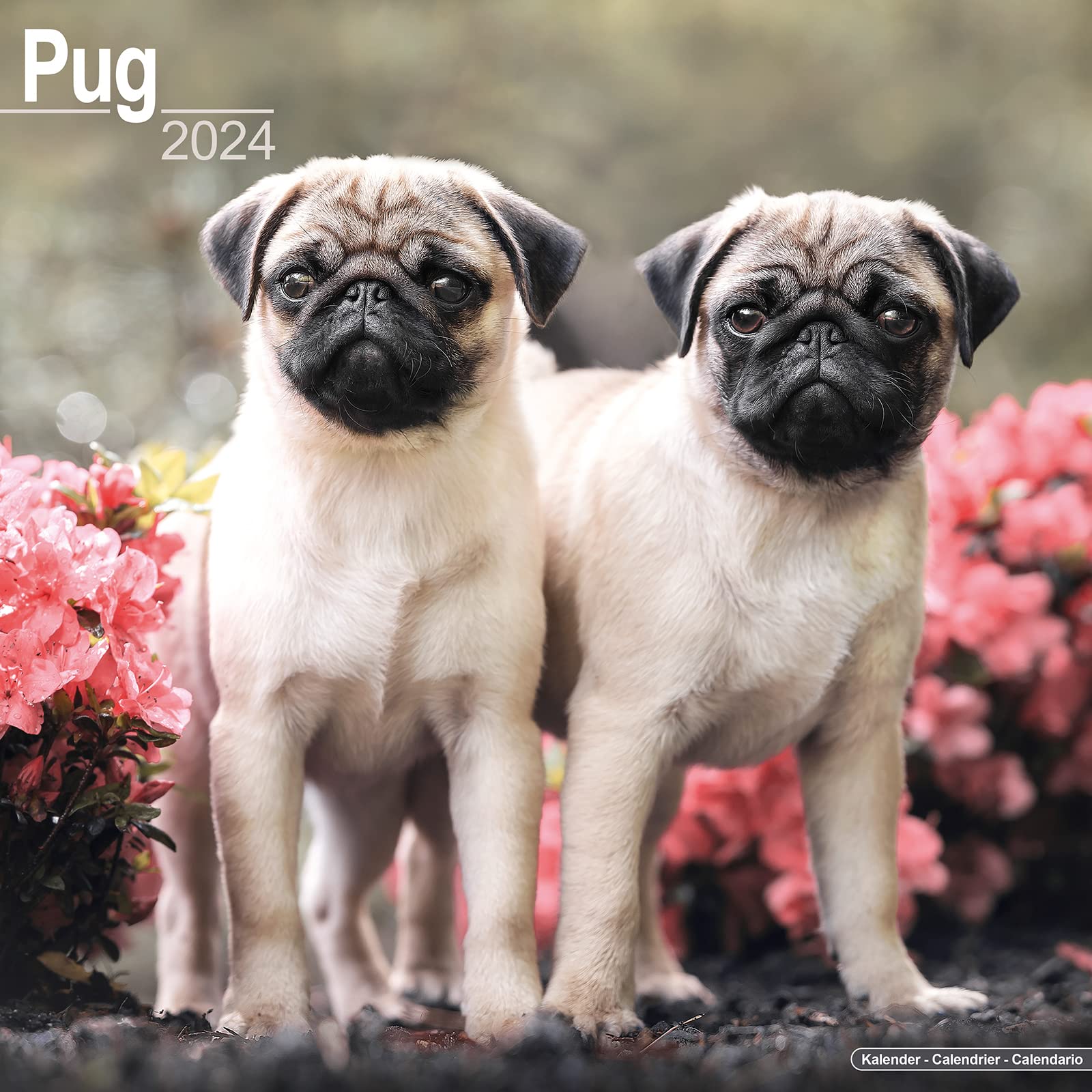 Pug Calendar 2024 | Square Dog Breed Wall Calendar - 16 Month