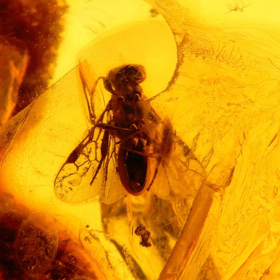 Amazon 琥珀 ネックレス ペンダントトップ イエローアンバー ハニー バルト産 ハエ K18 一点物 商品番号 26 ネックレス 通販