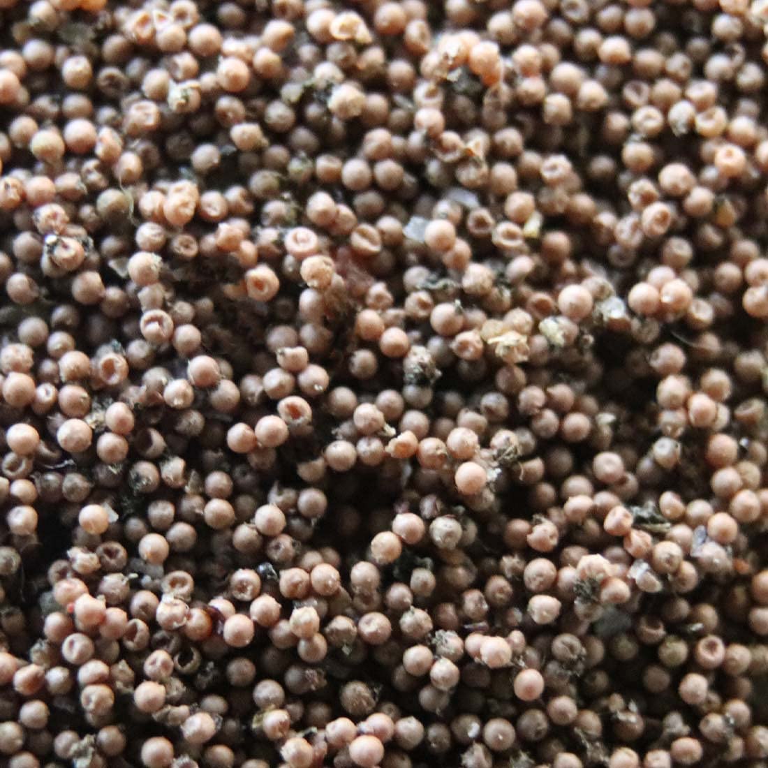 GreenWaterFarm Triops Red Longicaudatus Eggs for Hatching and Culture Suitable to be Pet and Science Project (Pure 200 Eggs)