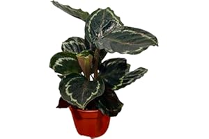 GENERIC PLANTVERS Live Calathea Plant – Low-Maintenance Indoor Houseplant | Low-Light & Easy-Care Pet-Friendly Plant | Air-Purifying Tropical Houseplant (Calathea Medallion, 4" Nursery Pot)