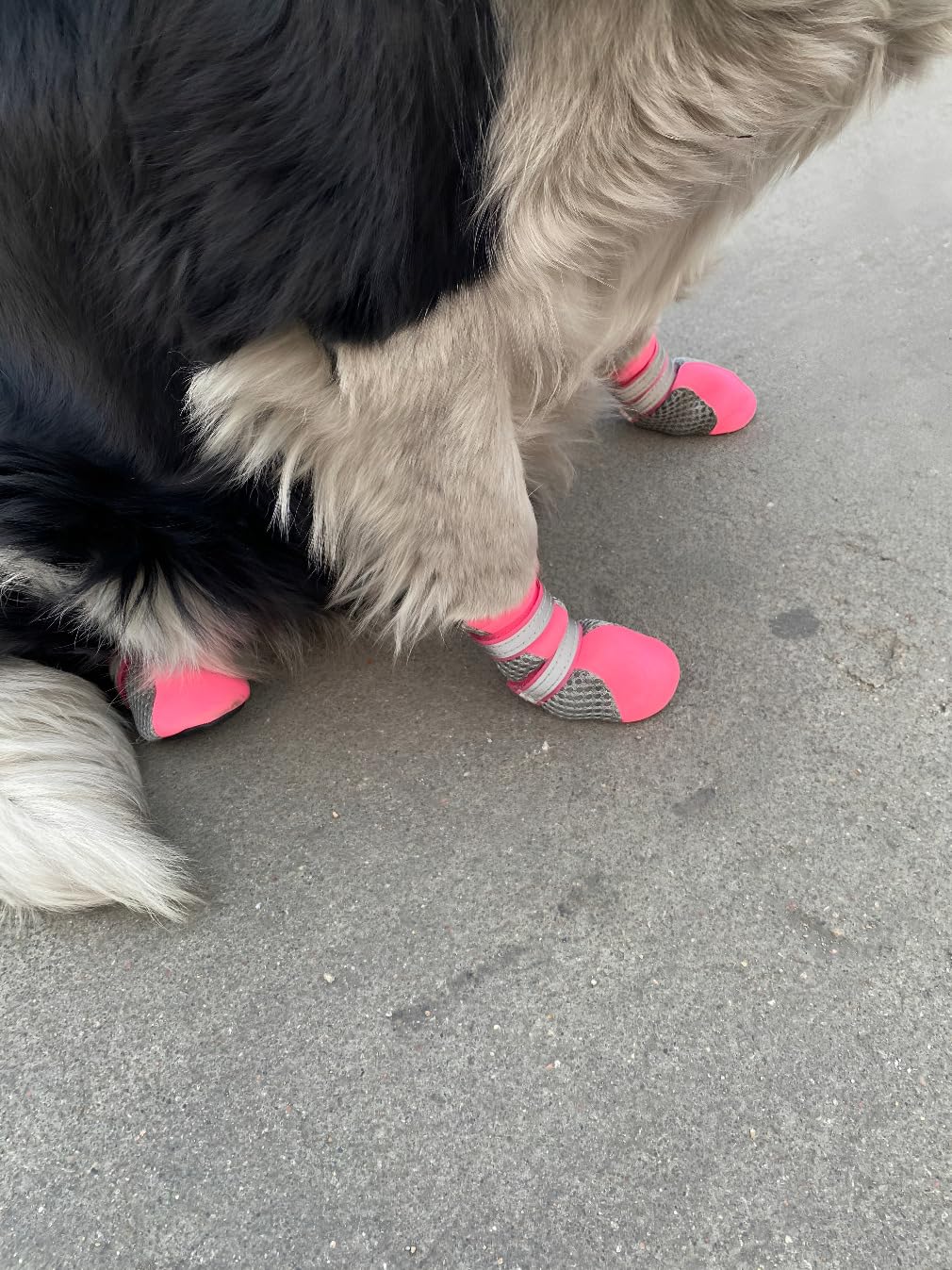 Vibrant Fellow Paw Protector Dog Boots Breathable and Skid-proof with Reflective Straps Set of 4 Size Medium - Inner Sole Width 1.89 Inch