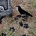 Halloween Haunters 25 Piece Scary Graveyard Tombstone & Reaper Prop Decoration Kit Set - Spooky Cemetery RIP Grave Marker with Light-Up Eyes - Rats, Spiders, Crows