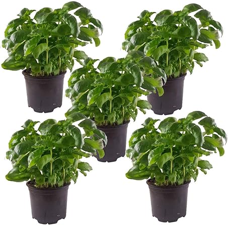 5 Basilikum Pflanzen Mit Grossen Blattern Basilikum Pflanze Im Grossen Topf In Bester Gartnerqualitat Pflanzen Im 12 Cm Topf Amazon De Garten