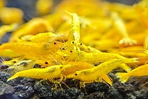 D&A TROPICAL FISH LLC D&A Aquarium Shrimp Golden Neocaridina Shrimp, Live Freshwater Neocaridina Aquarium Shrimps, Shrimp Pack 10+1, Shrimp Genetics ½ - 1 Inch