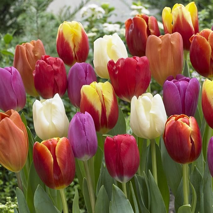 SILKSART 100 Tulip Bulbs Perennial Bulbs for