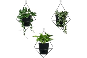 Koalaime 3 Sets Wall Planters for Indoor Plants Geometric Hanging Planters for Indoor Plants - Self-Watering Flower Pots with Black Metal Holder, Mounted Succulent Planter, 5" Black Plant Pot