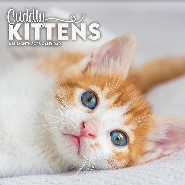 365 Kittens-A-Year Picture-A-Day® Wall Calendar 2026: The World's