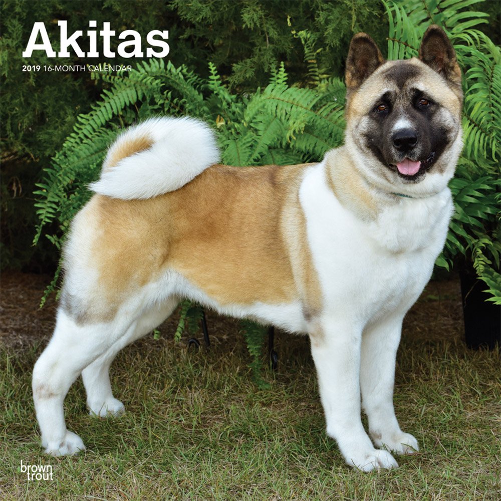 pictures of akitas