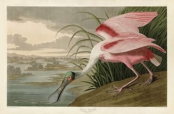 Amazon Com Picture Peddler Roseate Spoonbill By John James Audubon Animal Bird Water Wildlife Nature Giclee Print Choose Size Posters Prints