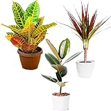All Occasions Indoor Plants Mix of 6 in 12cm Pots Real Houseplants view 6