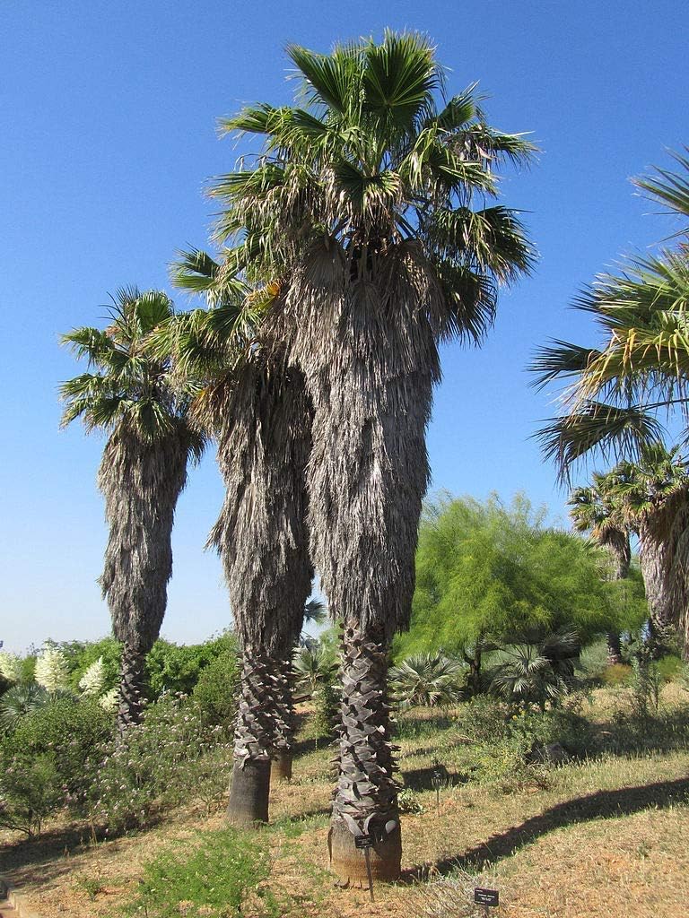 1 oz Seeds (Approx 368 Seeds) of Washingtonia filifera, Desert Fan Palm, W. filamentosa, Desert Palm, Neowashingtonia, W.arizonica