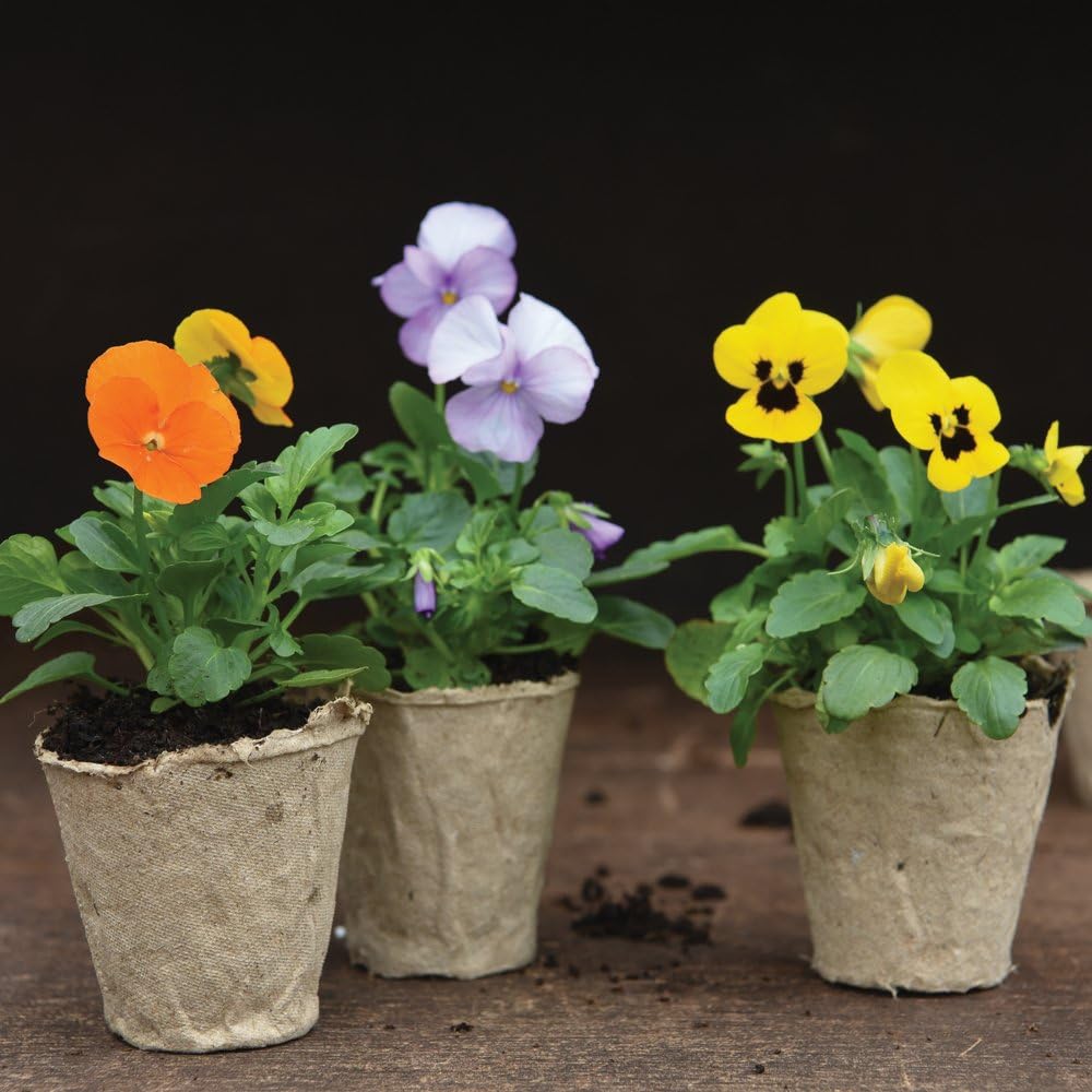 Thompson & Morgan Biodegradable Plant Fibre Seed Pots for Seeds Seedlings & Cuttings, An Eco-friendly Alternative to Plastic - Image 5