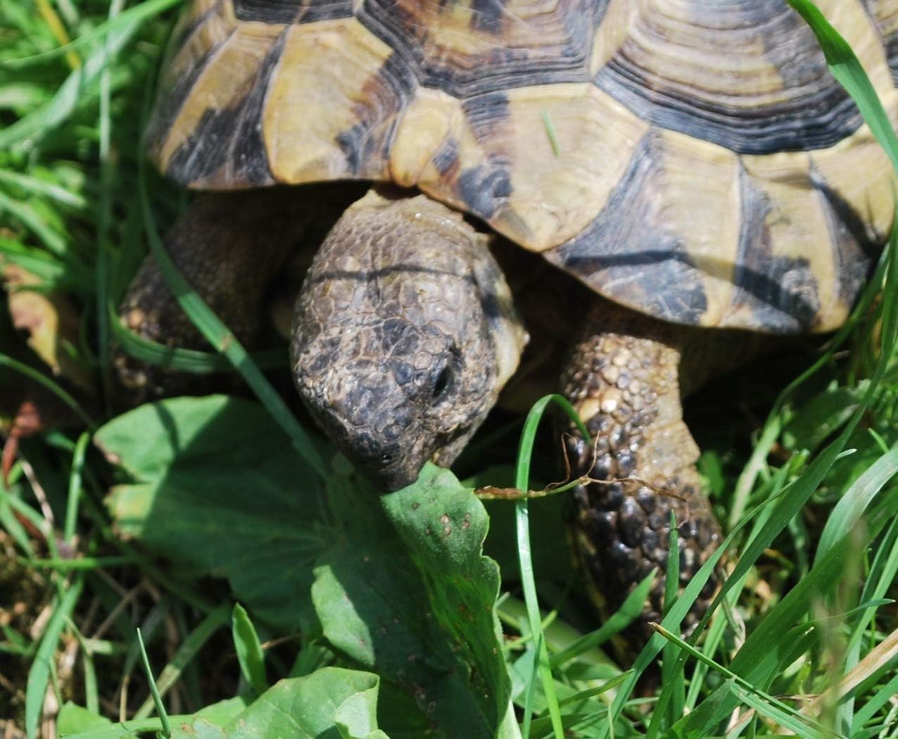 buy russian tortoise