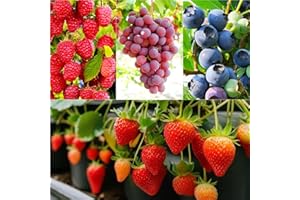 BUGGYBEDS 1700 Pieces Mixed Fruit Seeds for Garden Planting, 4 Varieties - Strawberry, Raspberry, Blueberry, Grape, Non-GMO Heirloom