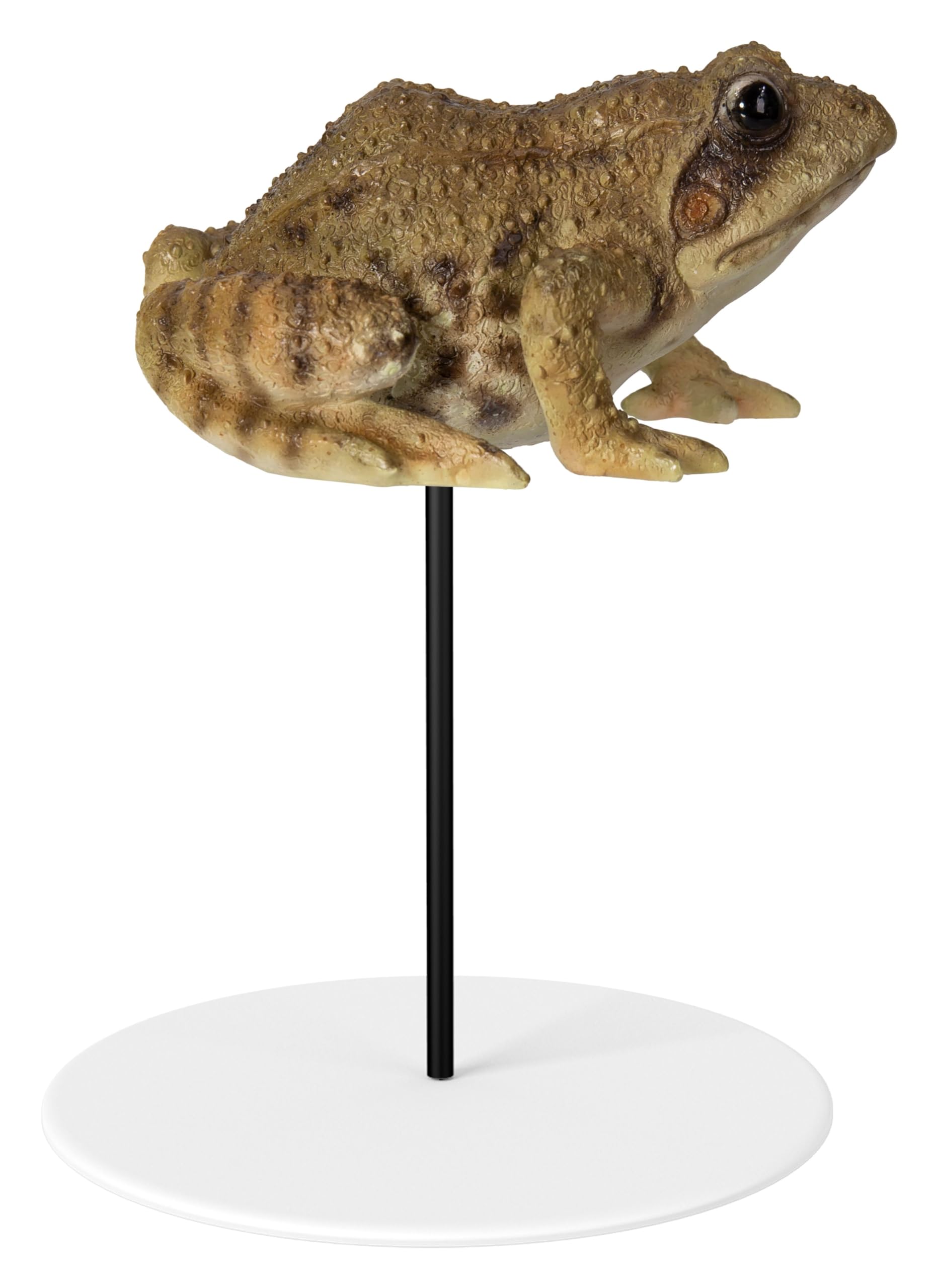 Vivid Arts - Frog Plant Pal - PLP-128