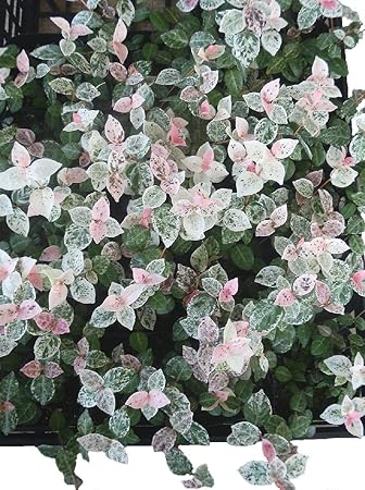 Amazon ハツユキカズラ 初雪カズラ ６ポットセット ３号 グラウンドカバー カラーリーフ セット販売 ガーデニング まとめ売り 植木