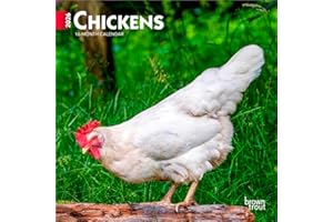 Chickens | 2026 7 x 14 Inch (Hanging) Monthly Mini Wall Calendar | BrownTrout | Domestic Farm Animals