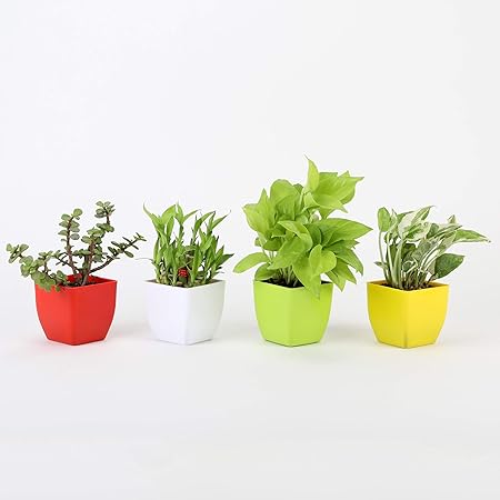 Ferns N Petals Combo of Good Luck Jade Plant 2 Layer Lucky Bamboo Golden Money Plant and White Pothos Plant