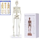 NLShan Human Skeleton Model for Anatomy: Scientific Model with Movable Arms, Legs &amp; Display Stand - 17" Mini Human Skeleton Model for Study and Display
