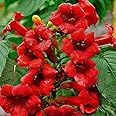 Votaniki Hummingbird Trumpet Vine 1-2 Ft Plant - Perennial, Fast Growing and Beautiful Trumpet Plant | Low Maintenance and Easy to Grow (1 Pack)