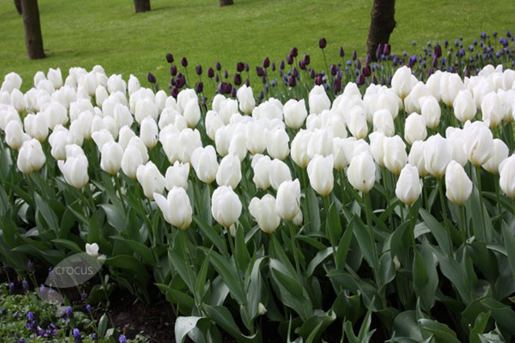 10 Uk Stockist White Purissima White Emperor Garthwaite Nurseries Fosteriana Tulip Bulbs Tall Spring Flowering Hardy Garden Perennial Bulbs