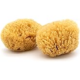 Neptune Caribbean Sea Sponge 2 Pack, Hand Cut, Medium, Approx. 5-6 inches