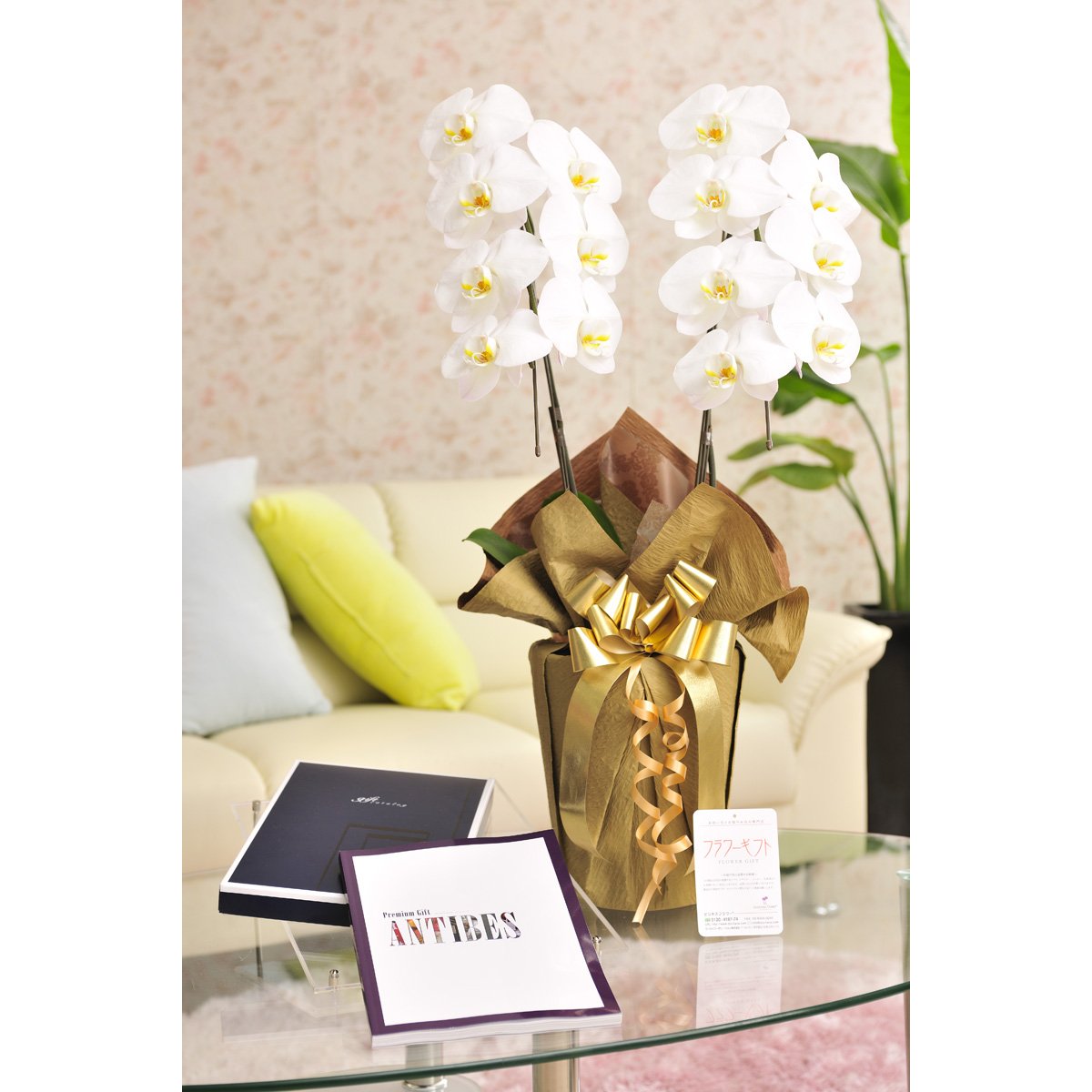 B07dt9hp8x 花とギフトのセット 胡蝶蘭 大輪2本立とカタログギフト ミストラル アンティーブ ガーデン 新作モデル Rumble Media