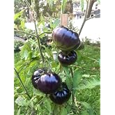 Black Beauty Beefsteak Heirloom Tomato Premium Seeds for Planting Packet
