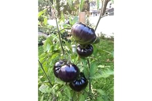SHERWOODS SEEDS Black Beauty Beefsteak Heirloom Tomato Premium Seed Packet