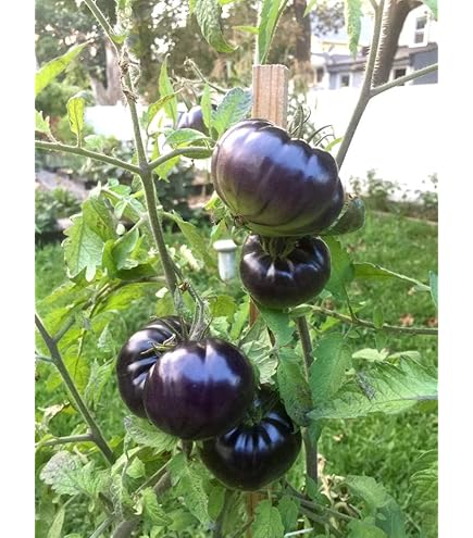 Amazon.com : Clovers Garden Black Prince Tomato Plants  Two (2) Live Plants   Non-GMO - Not Seeds - Each 4" to 8" Tall  in 4" Inch Pots  Heirloom,  Indeterminate : Patio, Lawn & Garden