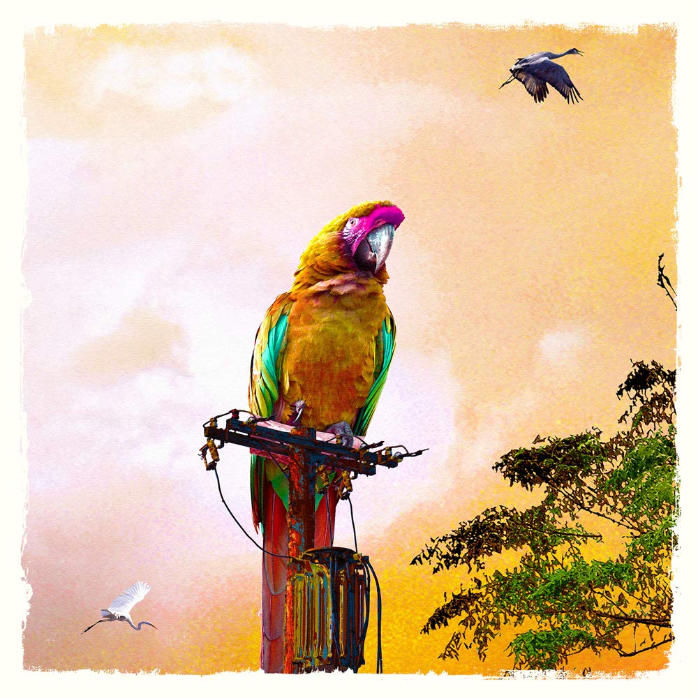 International Graphics - Finished Picture - Yves, KRIEF - ''Looking for Freedom''- 30 x 30 cm - Direct printing on acrylic glass