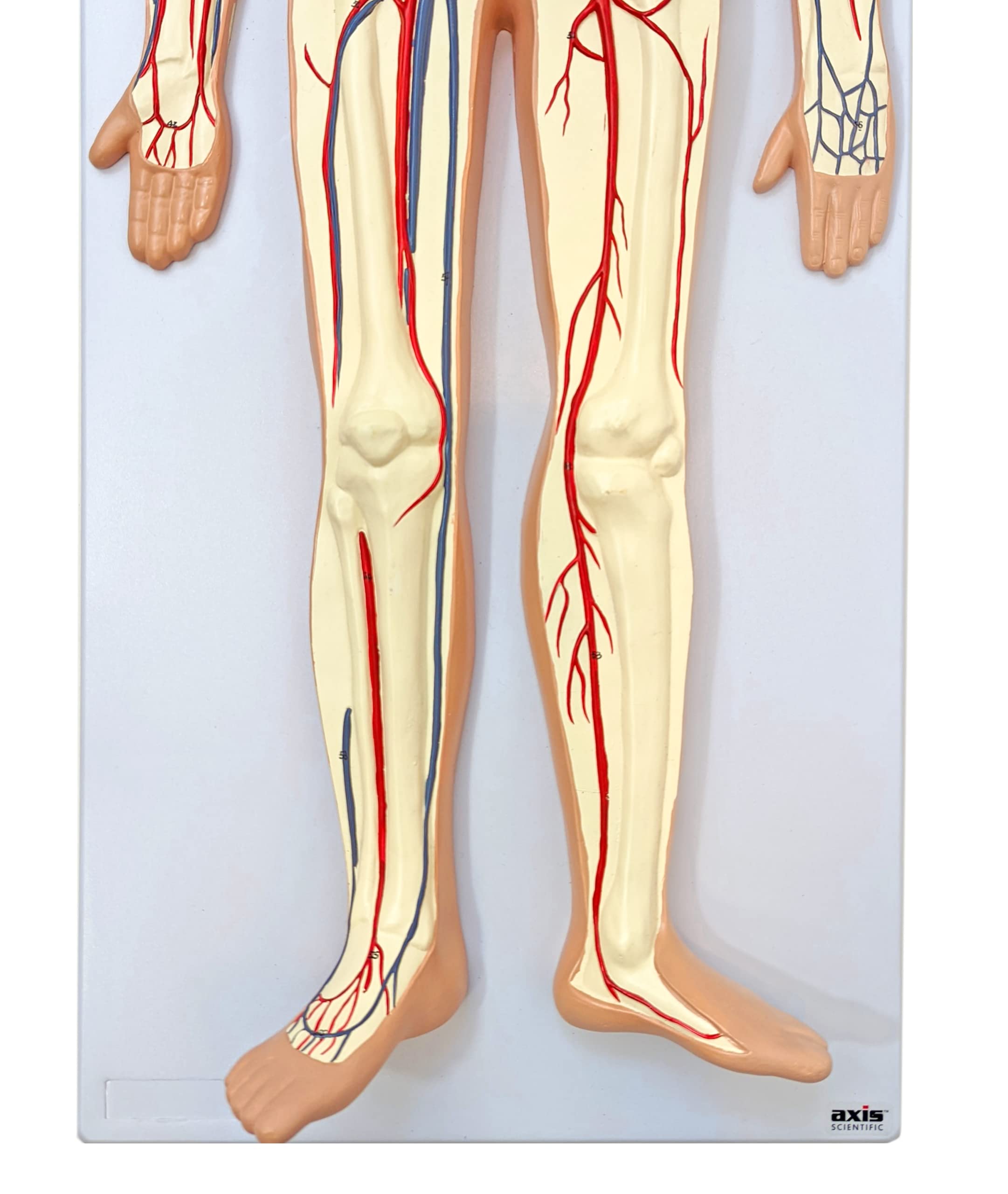 Axis Scientific Human Circulatory System Model, Half Life-Size, Realistic, Detailed Arteries and Veins Model with Thoracic Organs, Includes a Product Manual