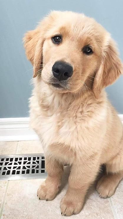 Diy Numerique Peinture Par Numeros Kits Sur Toile Bebe Chien Golden Retriever Cadeau Pour Adultes Et Enfants Anniversaire De Mariage De Noel Decorations Amazon Fr Cuisine Maison