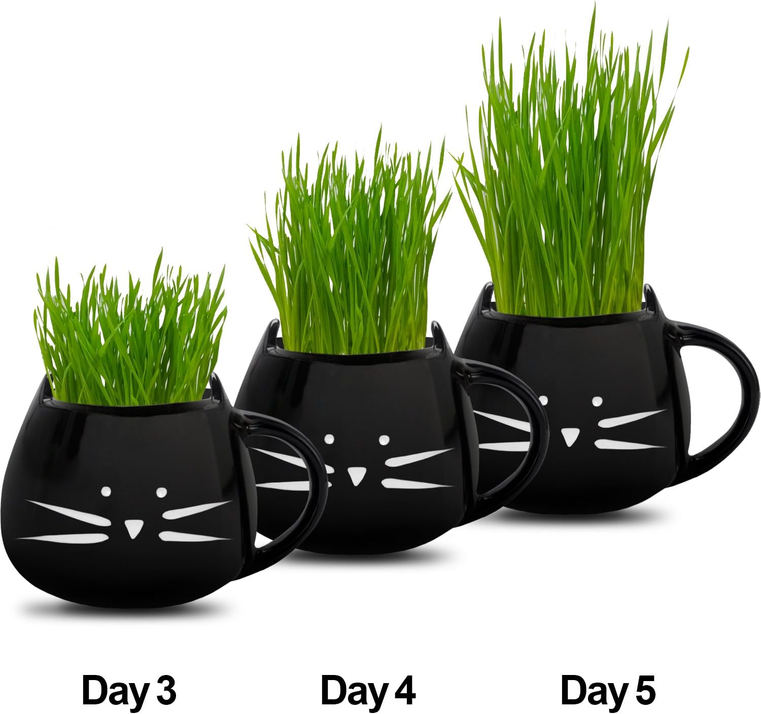 cat grass growing kit