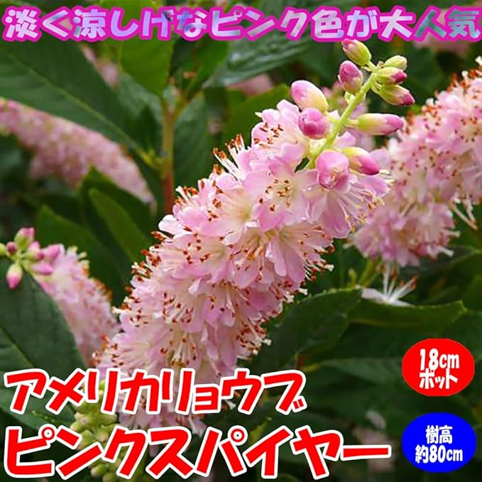 Amazon アメリカリョウブ ピンクスパイヤー 庭園向き花木 18cmポット 樹高約80cm 九州圃場より直送 果物