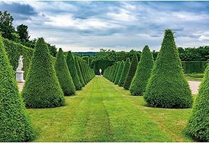 YongFoto 14x10ft Spring Scenery Backdrop for Photography Green Trees Garden Path Grass Photography Background Wedding Party Decoration Outdoor Portrait Photoshoot Studio Props