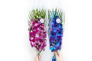 Sunne Tropical OrchidClub USA Fresh Cut Flowers Dendrobium Orchids (10 Stems Blue & Purple)