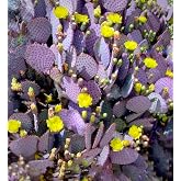TWIGA Purple Prickly Pear Cactus 1 Pad Live Plant - Fresh and Vibrant Opuntia Genus Cactus Plants Live - Unique Purple Hue - Ready for Propagation - Ideal for Gardens or Indoor Spaces