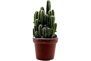 BUBBLEBLOOMS Acanthocereus tetragonus Fairy Castle Cactus, 2" Pot