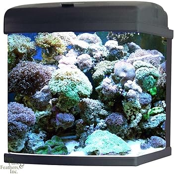 Jbj 28-Gallon Nano Reef Aquarium