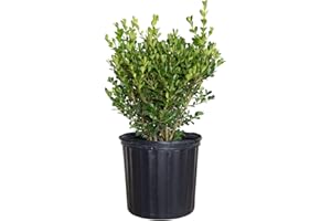 PLANTS BY MAIL Japanese Boxwood (2.5 Gallon) Low-Maintenance Evergreen Hedge Shrub - Full Sun Live Outdoor Plant…