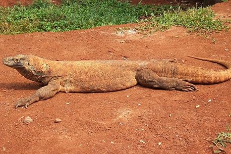 Komodo Dragon I Thought I Could Use The Base Of The Chines