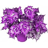 Pot de fleur balcon Pot de fleur balcon