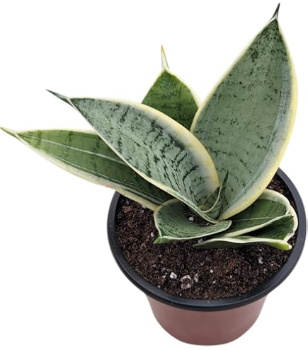 Amazon.com : BubbleBlooms Sansevieria Snakeplant Variety Bundle, Braided  cylindrica Dragon Fingers, Samurai Dwarf ehrenbergii, Cylindrical Starfish Snake  Plant boncel : Patio, Lawn & Garden