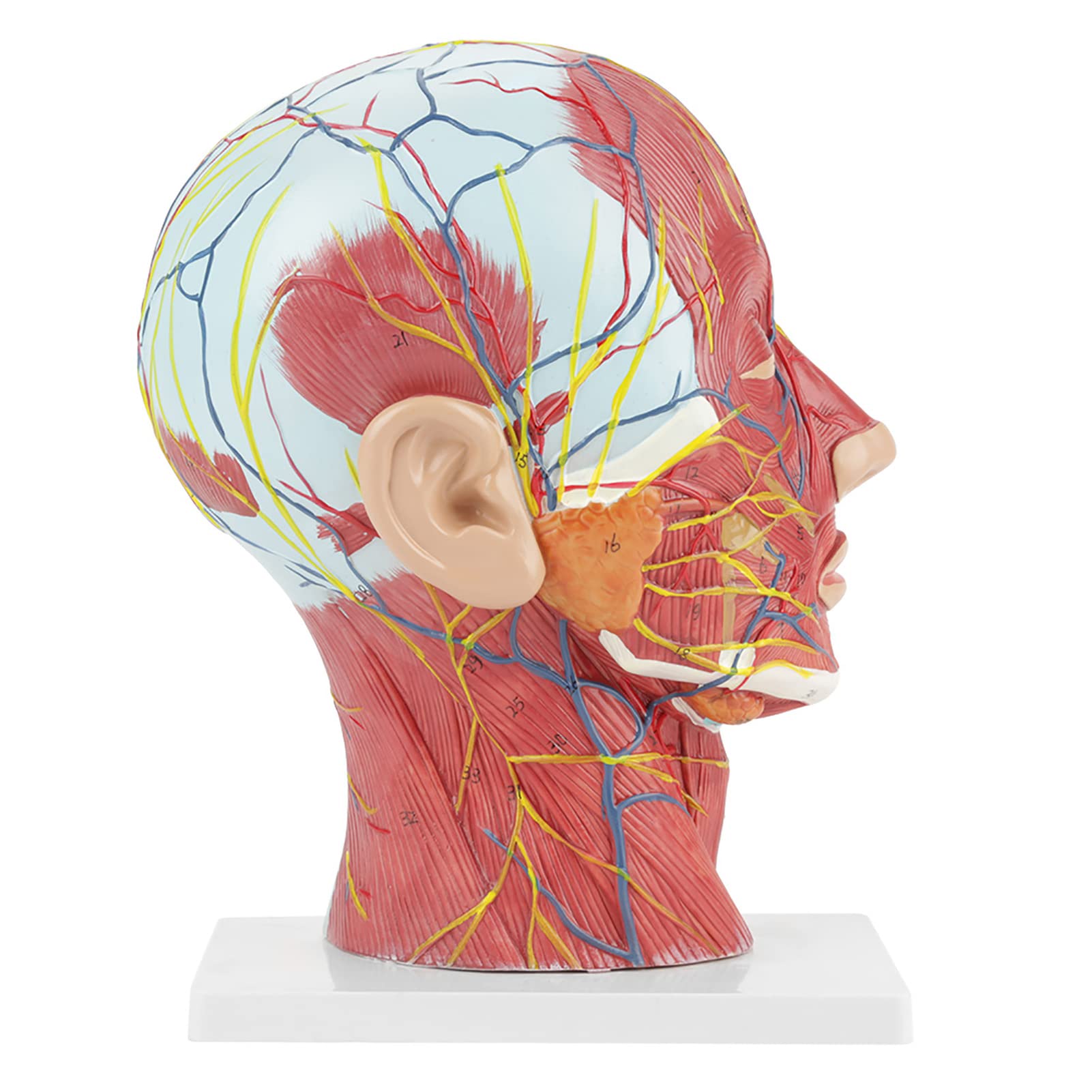 Anatomical Medical Life-size Half Head Model Scientific Education Human Head Brain Neck Median Section Study Model with Muscular Vascular Internal Structure