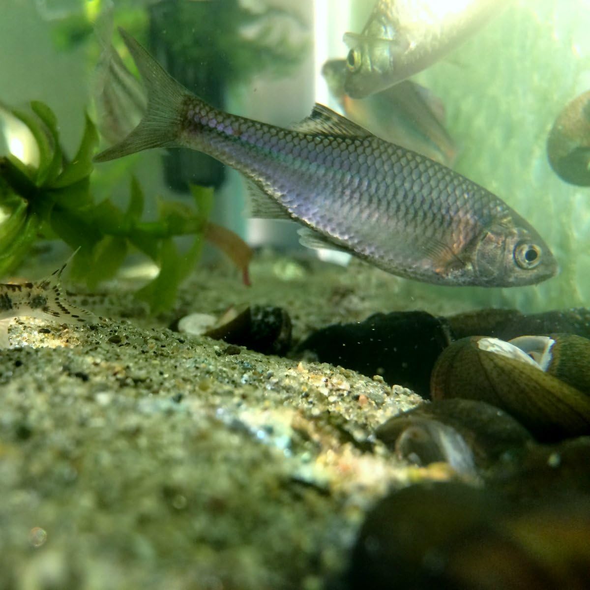 Amazon 淡水魚 マタナゴ タナゴ 3匹 生体 川村淡水魚販売 観賞魚 水中生物 通販
