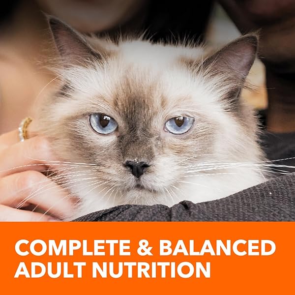 IAMS HEALTHY ENJOYMENT DRY CAT FOOD CHICKEN & BEEF RECIPE, CAT FOOD DRY RECIPE, 6 LB. BAG