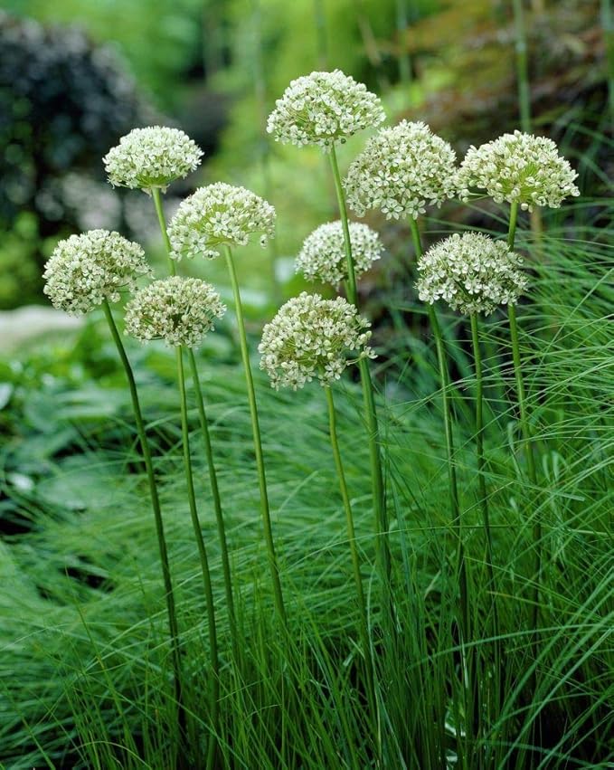 2 x Allium nigra 'Multibulbosom' (Black Garlic) Bulbs (Free UK Postage