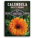Amazon.com : Earthcare Seeds  500 English Pot Marigold Seeds (Calendula  officinalis) Heirloom, Edible Blooms, Pollinator-Friendly, Non-GMO,  Open-Pollinated : Patio, Lawn & Garden